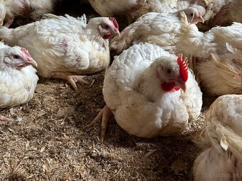 Sliepky Mládky Nosnice Lohman - 5