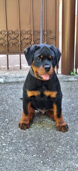 Steniatka rottweilera,rotvajlera,rtw,rotty s PP - 5