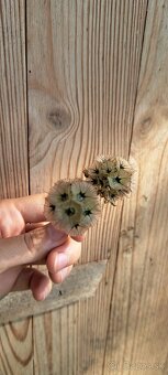 Sušené hlavičky hlaváča – jemný a štruktúrovaný - 5