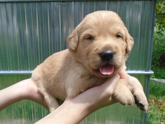 Zlatý retriever šteniatka - 5