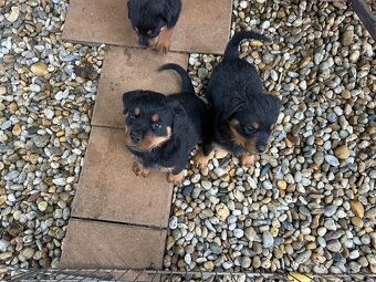 Predam šteniatka rottweiler rotvajler rotwailer rotwajler - 5