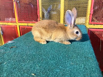 Zajace na predaj - 5