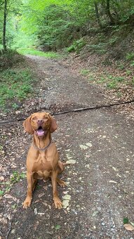 Darujem maďarskú vyžlu - 5