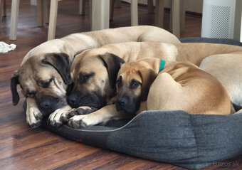 POZOR VYRAZNA ZLAVA Krásna fenecka Kanárska Doga s PP - 5