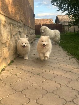 Samojed - 5