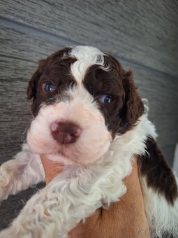 Lagotto romagnolo s PP (italský vodní pes) - 5