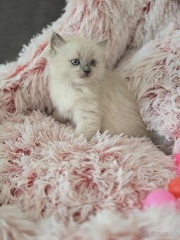 Ragdoll mačiatka - 5