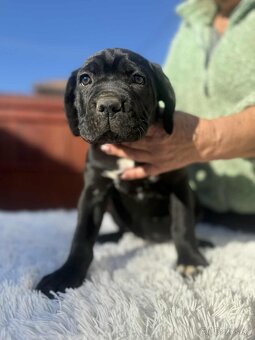 Cane Corso šteniatka - 5