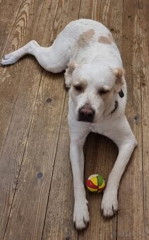 Darujem SAO alabai - 5