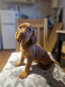 Madarska vyzla sPP - 5