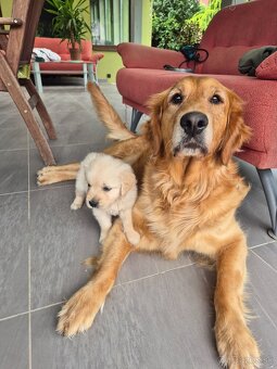 Zlaty retriever - 5