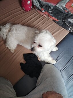 Predám maltezáka - 5