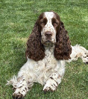 Anglický špringršpaněl štěně - 5