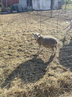 Predám ovce a kozičky - 5