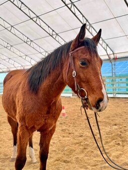 QH valach 3r. Na predaj - 5