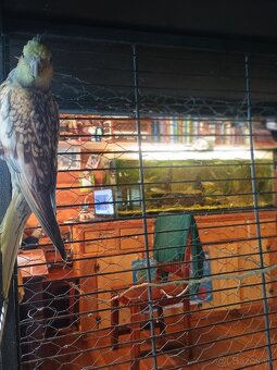 Mladé korely a andulka - 5