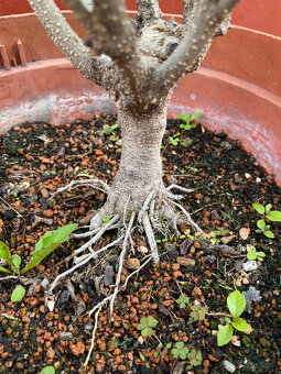 Ligustrum Vtáčí Zob bonsaj - 5