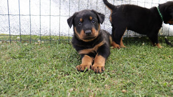 Beauceron - francouzský ovčák -  štěňátka s PP - 5