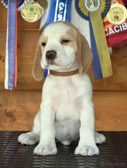 Bigel, bigl, beagle s PP /FCI/ - 5