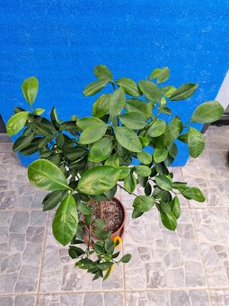 Citrus mitis mandarínka - 5
