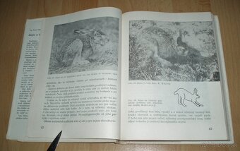 Zajac a králik - 5