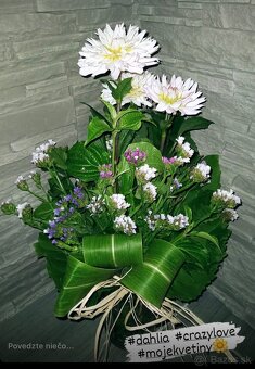 Hľuzy Dahlia - georgína - 5