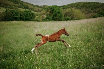 2 mesačný arab x appaloosa - 5