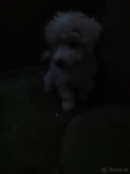 Predám mini maltezaka - 5