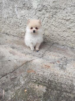 Nemecký špic Pomerian - 5