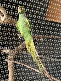 Alexander malý samček+samička - 5