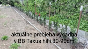 Tuja Smaragd, vavrínovec, červienka - Spišská Nová Ves - 5