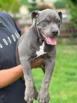 American bully xl s PP - 5