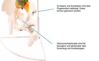 Model chrbtice s panvou Cranstein A-339 - 5