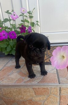 mops - 5
