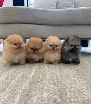 Pomeranian mini - 5