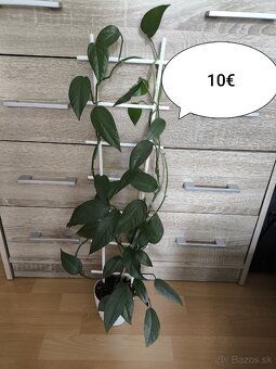 Izbové rastliny k odberu - 5