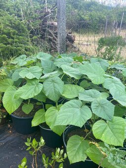 Paulownia Tomentosa rýchlorastúci strom - 5