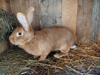 Burgundsky králik - 5