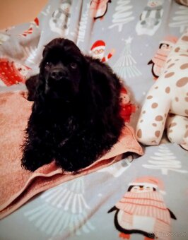 Americký kokeršpaniel/rodokmeňom fci - 5