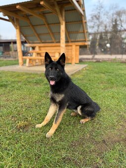 Nemecký ovčiak - 5