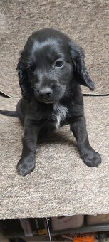 Anglický kokeršpaniel - 5