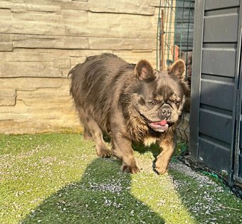 Francúzsky buldoček krytie - 5