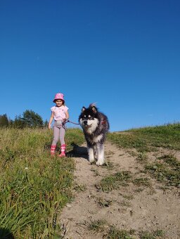 Aljasski Malamut - 5