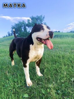 Šteniatka - Americký stafordšírsky teriér (Amstaff, Staford) - 5