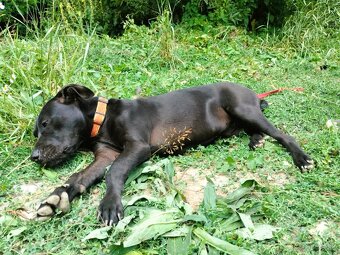 Darujem skvelú rodinnú sučku Daisy - mix bull a labrador - 5