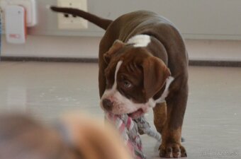 American bully - ch.s. Family Muscle Bullies - 5