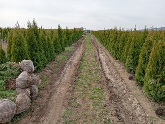 Tuja Smaragd, vavrínovec, červienka, gaštan - Prievidza - 5