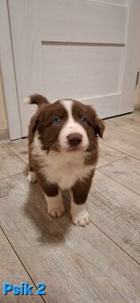 Borderská kólia, Border kólia bez PP - 5