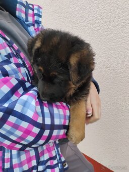 Nemecký ovčiak - 5