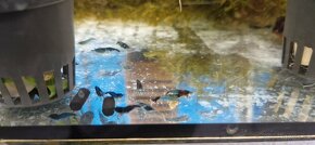 Krevety Red Cherry, Blue Dream - 5